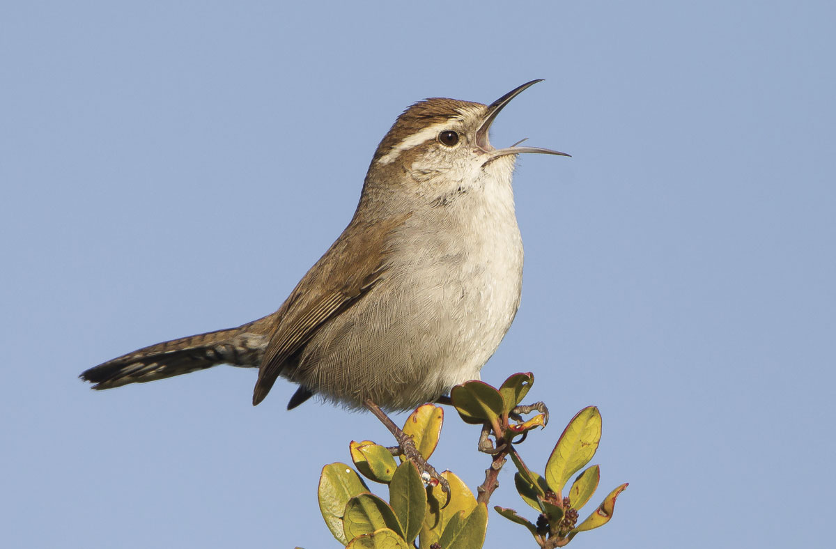 Bewick's Wren by Steve Zamek